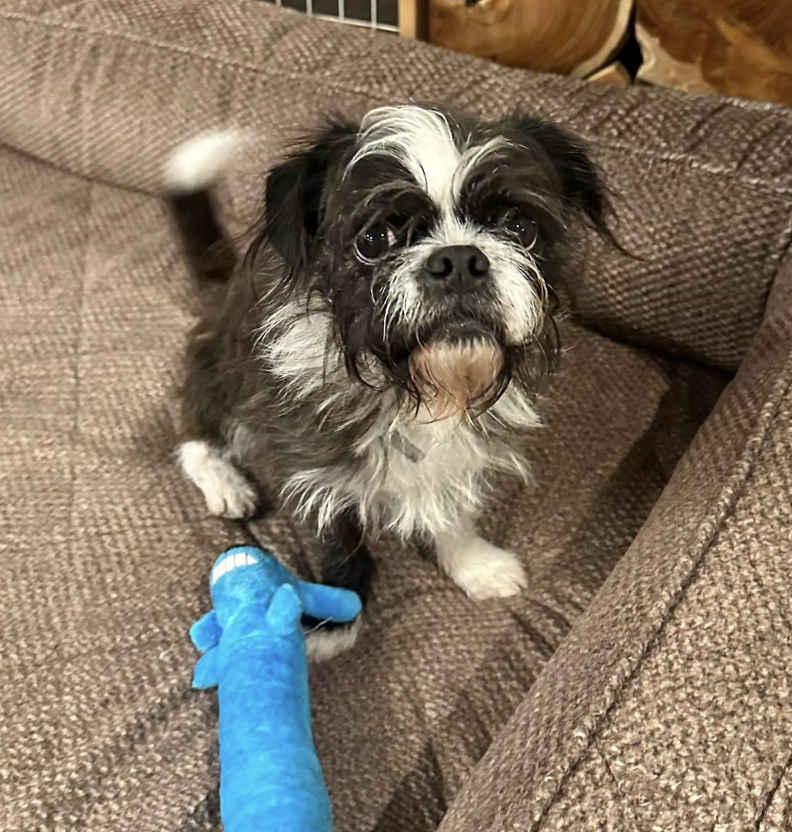Busy the 3-year-old shih tzu from Gimme Shelter